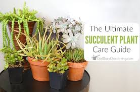 How To Care For Succulents Ultimate