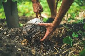 How To Make Organic Compost For Your