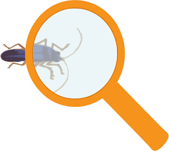 Magnifying Glass And Bug Public