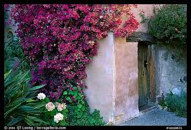 flowers and wall of mission carmel by