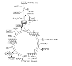 Glycolysis And Krebs Cycle Diagram Biology Projects Ap