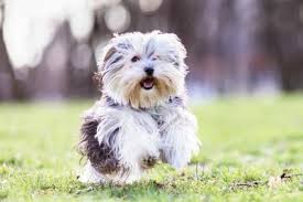 Morkie Puppies Facts And Videos Lovetoknow