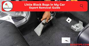 little black bugs in my car expert