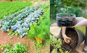 Grow Veg For Free 50 Zero Cost S