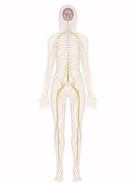 Nervous System Explore The Nerves With Interactive Anatomy