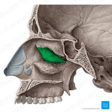 lateral wall of the nasal cavity