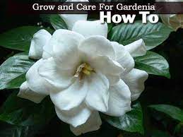 Growing Gardenia Plants How To Care