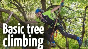 safe tree climbing ascent technique
