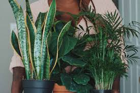 6 easy houseplants to take care of no