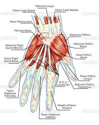 Ligaments connect one bone to another, while tendons connect muscle to bone. Hand S Miracle The Tendons Hand Therapy Medical Anatomy Human Anatomy And Physiology