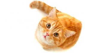 Image result for cat