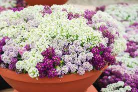 how to grow and care for sweet alyssum