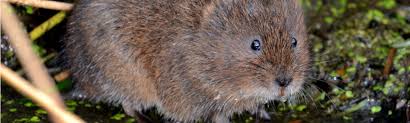 water vole surveys in the uk