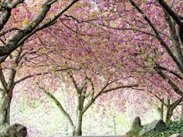 cherry blossom trees begin to bloom at