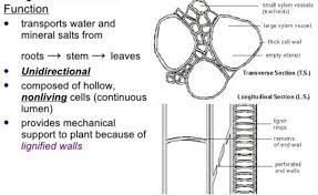 what are the functions of xylem in