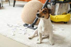 owner cleaning carpet after dog