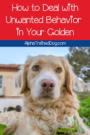 Best Tips For Training Your Golden Retriever Alpha Trained Dog