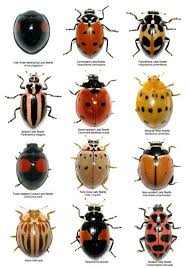 First your going to need to find a home for your ladybug. Identifikasi Serangga Berguna Pada Tanaman Sayuran Bugs And Insects Ladybug Insects