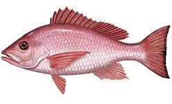 Northern Red Snapper Wikipedia