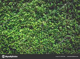 Green Wall Nature Plant Background Tree ...