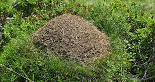nid de fourmis la fourmi au poer