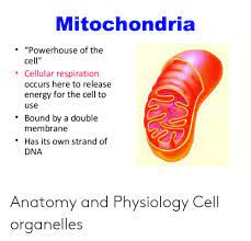 Oxidative phosphorylation occurs in an organelle called the mitochondria. Meumundobysheilamartins In Which Organelle Does Cellular Respiration Occur Where Does Cellular Respiration Take Place Quora How Is Diffusion Important To Atp Production