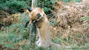 In making a snare trap, there are many tutorials on the internet that can help you (which is super convenient!). Prince Charles Stop Using Vile Snare Traps At Sandringham