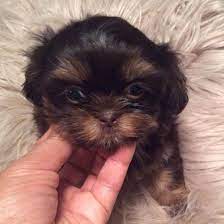 Shitzu puppies seem to be quite small, extremely sweet, and quite lovely. Blue Heaven Shih Tzu Home Facebook