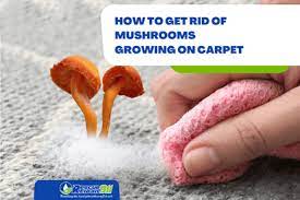 mushrooms growing in carpet here s how