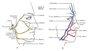 Fig 47 5 A The Facial Nerve In The Face Variations Are
