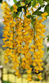Maybe you would like to learn more about one of these? Laburnum A Small European Tree That Has Hanging Clusters Of Yellow Flowers Succeeded By Slender Pods Containing Poisonous Backyard Design Deadly Plants Plants