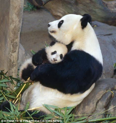 Image result for mom and baby panda"