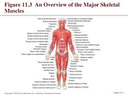 ppt muscular system powerpoint
