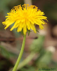 dandelion herbal uses edible uses