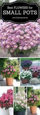 Flowers For Small Pots