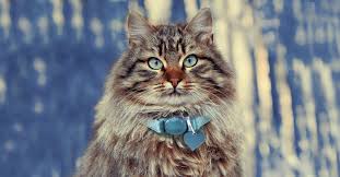 Siberian cats are a relatively healthy breed. The Largest Domestic Cats Petfinder