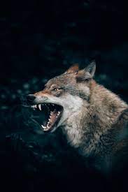 Wolf Wallpapers: Free HD Download [500+ ...