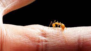 fire ants symptoms and treatments