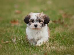 20 por cute small dog breeds