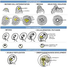 What kinds of plants reproduce from seeds? Sexual Reproduction In Flowering Plants The Process Of Sexual Download Scientific Diagram