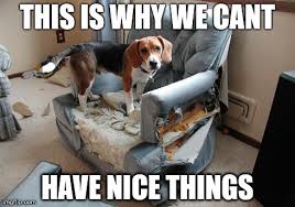 Dog Proof Your Furniture