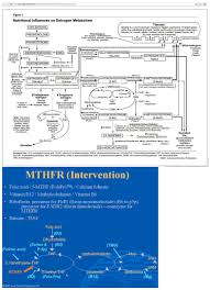 C677t A1298c Mthfr Mutations Jack Kruse Optimal Health Forum