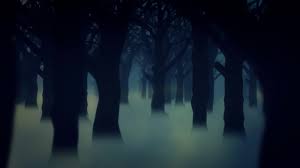 4k dark forest fog trees animated