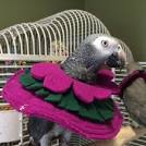 rio 2 cast parrots singing