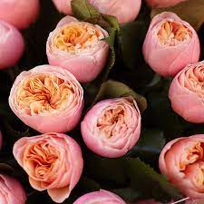 Лучшие сорта пионовидных роз: описание и фото