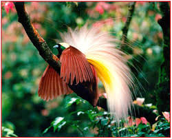 10 gambar burung cendrawasih paling indah cantik di dunia burung burung cantik gambar. Gambar Burung Yang Cantik Di Dunia Gambar Burung