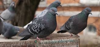 8 Ways To Get Rid Of Pigeons From Your