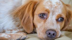 symptoms of addison s disease in dogs