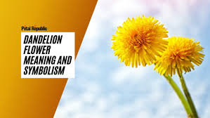 dandelion flower meaning and symbolism