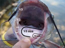 Hook Sizes For Fishing